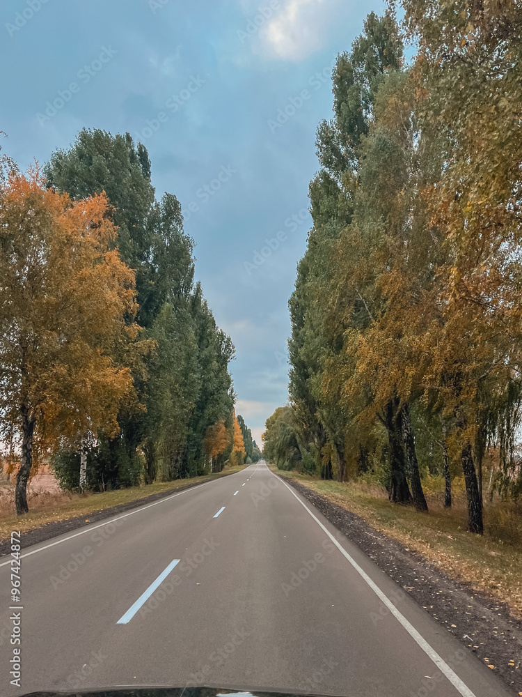 Fototapeta premium road in autum