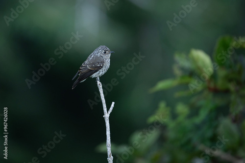 Dark Sided Fly Catcher in Forest  photo