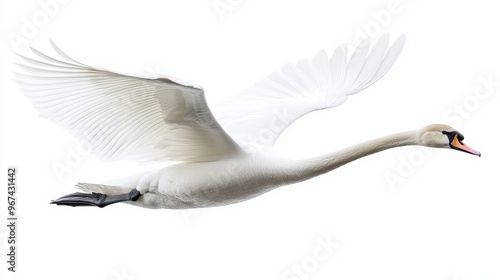 Fototapeta Naklejka Na Ścianę i Meble -  White swan in flight