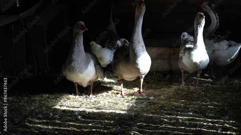 Livestock private farm. Geese in a farmer's goose house. Small agribusiness. Livestock private farm. Geese in a farmer's goose house. Small agribusiness.