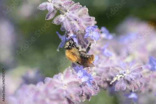 A bee collects nectar on the bushes flowers of salvia yangii (perovskia pamirica), family Lamiaceae photo