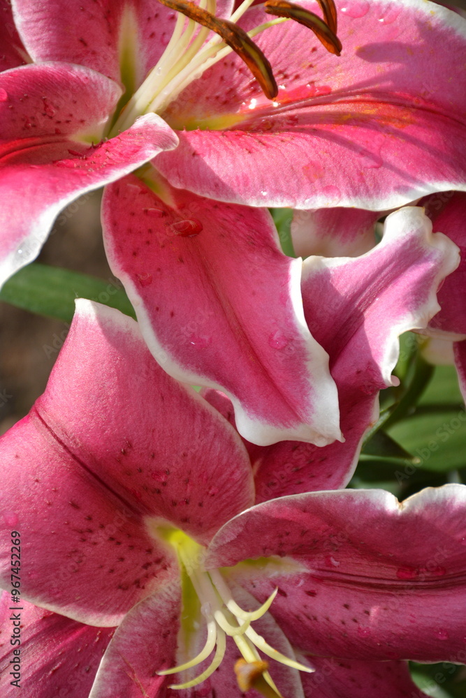Large petals of pink varietal lily close -up Large petals of pink varietal lily close -up