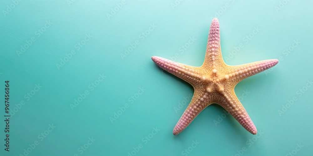 Pastel starfish isolated on background, starfish, pastel colors, isolated,marine life, under the sea, aquatic, ocean Pastel starfish isolated on background, starfish, pastel colors, isolated,marine life, under the sea, aquatic, ocean
