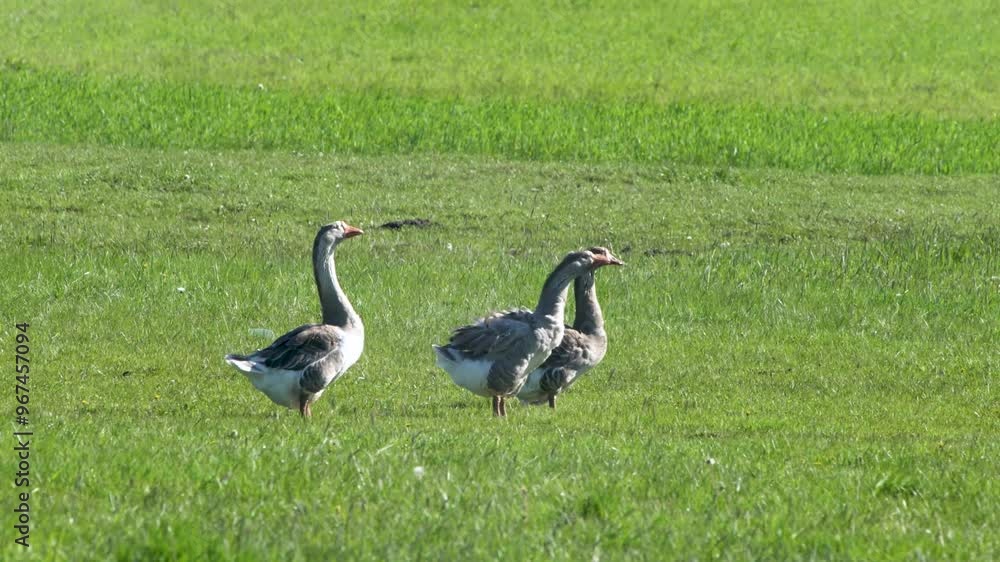Livestock private farm. Geese graze on a green meadow and eat organic grass. Small agribusiness. Livestock private farm. Geese graze on a green meadow and eat organic grass. Small agribusiness.