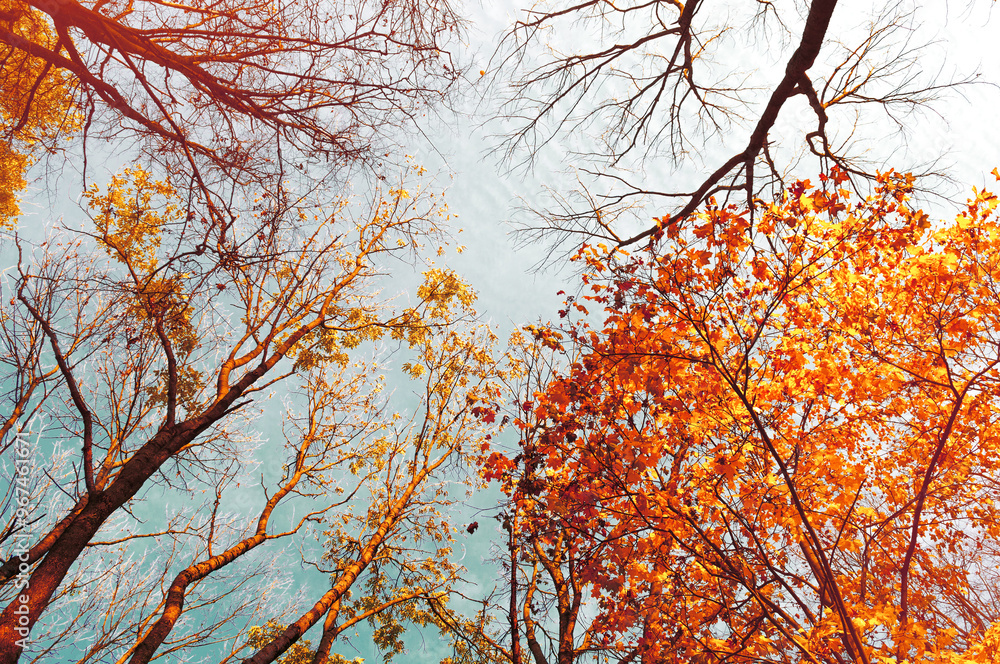 Fall tree tops - orange fall tree tops against blue sky. Fall trees branches on the background of blue sky in sunny fall weather Fall tree tops - orange fall tree tops against blue sky. Fall trees branches on the background of blue sky in sunny fall weather