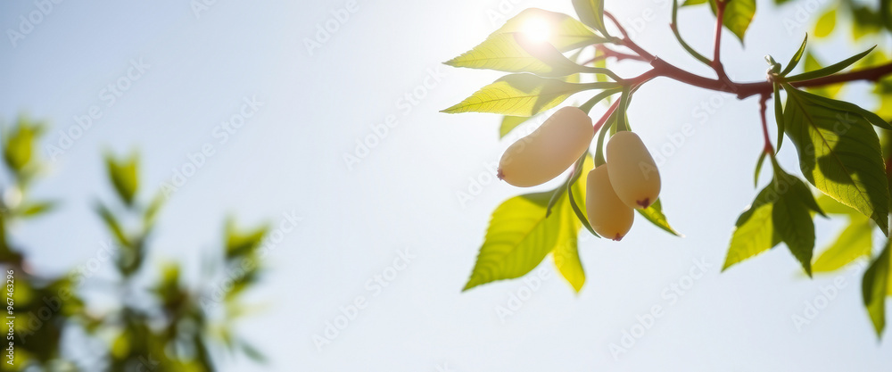Sunlit Branch with Yellow Fruit Sunlit Branch with Yellow Fruit