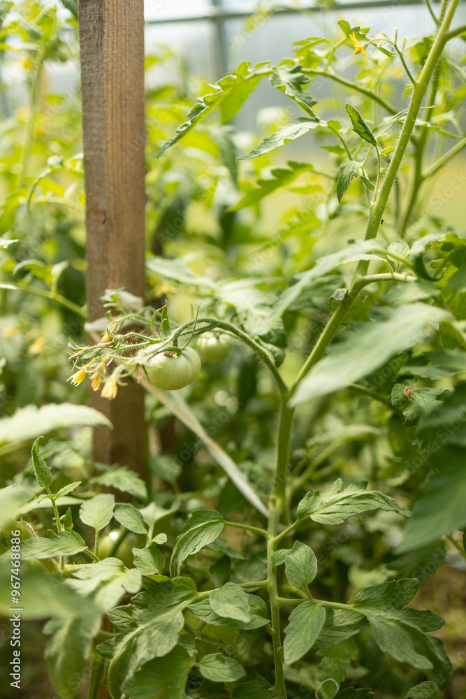 Fototapeta premium Beds with bushes of green tomatoes in the open ground tied to a wooden peg. Greenhouse with tomato bushes. Green seedlings. Agriculture and horticulture. High quality 