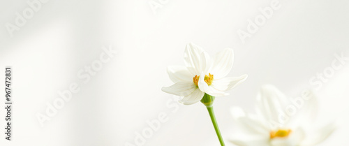 Delicate White Flower on a Soft Background