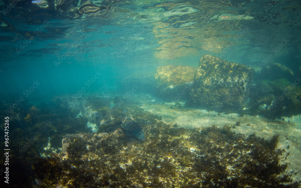 A blue grouper swimming at the ocean floor. A blue grouper swimming at the ocean floor.