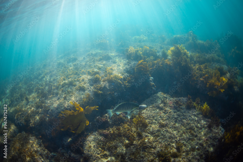 Fototapeta premium A fish swimming between rocks underwater.