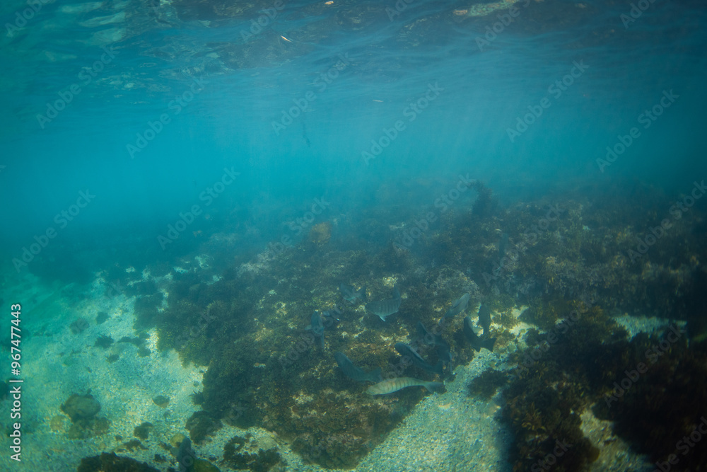 Group of fish swimming near the ocean floor. Group of fish swimming near the ocean floor.