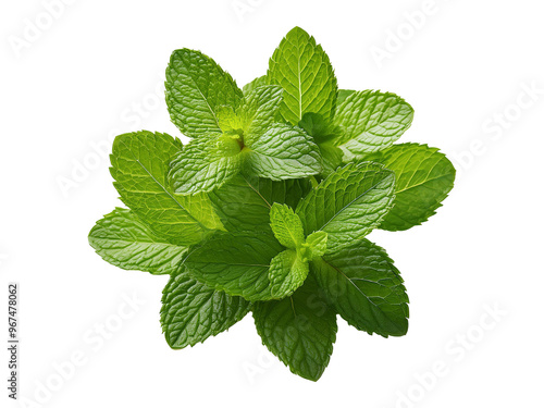 Fresh mint leaves png photo