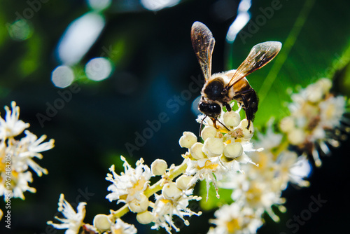 macro working bee collects nectar form longan flower photo