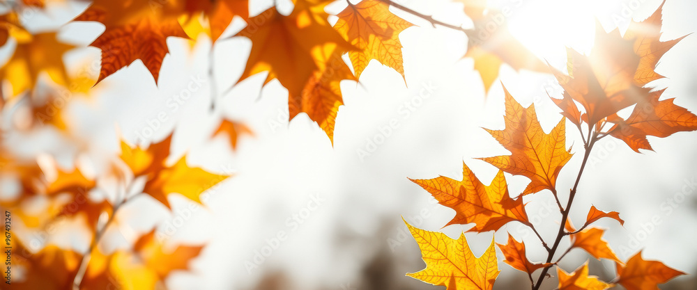 Sunlit Autumn Leaves Sunlit Autumn Leaves