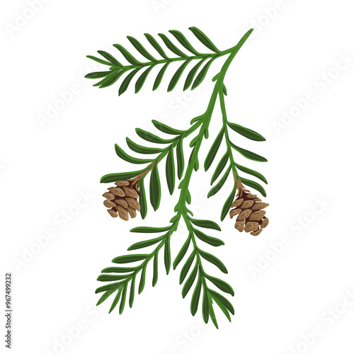 vector drawing branch of coastal redwood tree with green leaves and cones, Sequoia sempervirens isolated at white background, hand drawn illustration