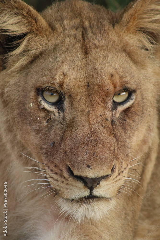 close up portrait of a lion close up portrait of a lion