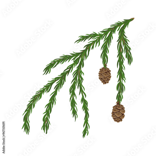 vector drawing branch of sequoia, giant redwood tree with green leaves and cones , Sequoiadendron giganteum isolated at white background, hand drawn illustration