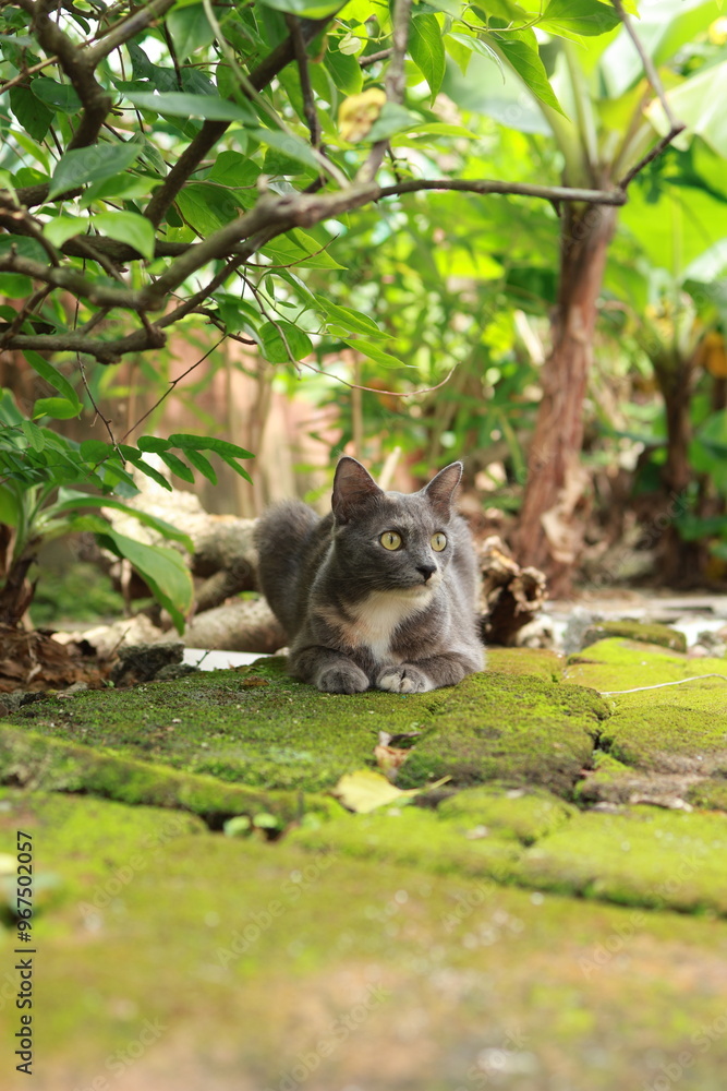 A grey and white cat with striking eyes peeks out curiously from behind a moss-covered tree, vibrant green foliage framing the scene. A grey and white cat with striking eyes peeks out curiously from behind a moss-covered tree, vibrant green foliage framing the scene.