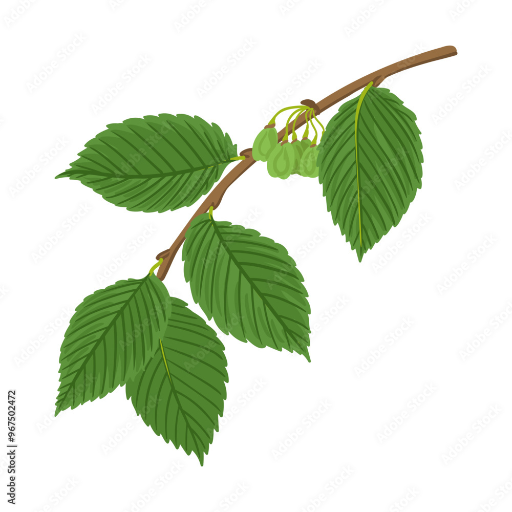vector drawing branch of white elm tree with green leaves and seeds, Ulmus americana isolated at white background, hand drawn illustration vector drawing branch of white elm tree with green leaves and seeds, Ulmus americana isolated at white background, hand drawn illustration