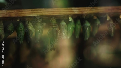 Butterfly cocoons in a dendrarium with butterflies flying around, showcasing the process of new butterflies emerging. photo