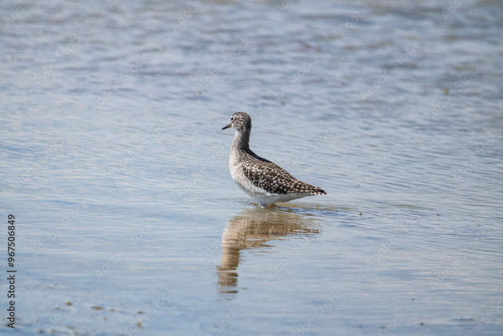 bird, seagull, nature, water, sea, animal, gull, wildlife, beach, ocean, birds, sandpiper, shorebird, shore, wild, beak, sand, lake, feather, wader, plover, white, coast, tringa, Wood Sandpiper, bird, seagull, nature, water, sea, animal, gull, wildlife, beach, ocean, birds, sandpiper, shorebird, shore, wild, beak, sand, lake, feather, wader, plover, white, coast, tringa, Wood Sandpiper,