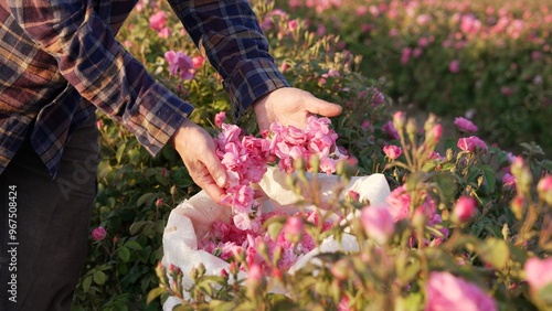 The Damask Rose Harvest. A bag with pink rosebuds and petals