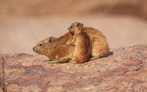 Rock Hyrax (Procavia capensis) mother with young, Augrabies falls national park, South-Africa photo