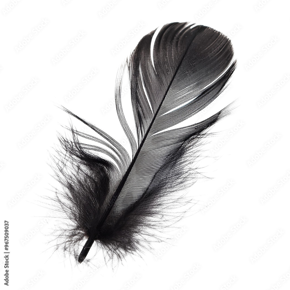 Obraz premium Dark Feather Against a Pale Backdrop