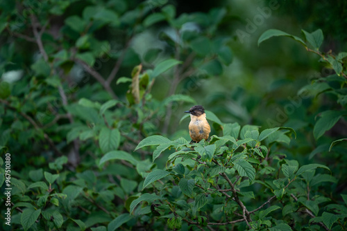 Rufous sibia (Heterophasia capistrata) Beautiful Bird on Perch  photo