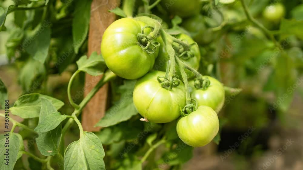 Beds with bushes of green tomatoes in the open ground tied to a wooden peg. Greenhouse with tomato bushes. Green seedlings. Agriculture and horticulture. High quality FullHD footage Beds with bushes of green tomatoes in the open ground tied to a wooden peg. Greenhouse with tomato bushes. Green seedlings. Agriculture and horticulture. High quality FullHD footage