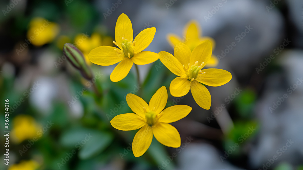 yellow crocus flowers in the spring time , first yellow spring flowers with green leave in the garden , Yellow lilies , bright yellow flowers on a green natural background
yellow crocus flowers in the spring time , first yellow spring flowers with green leave in the garden , Yellow lilies , bright yellow flowers on a green natural background