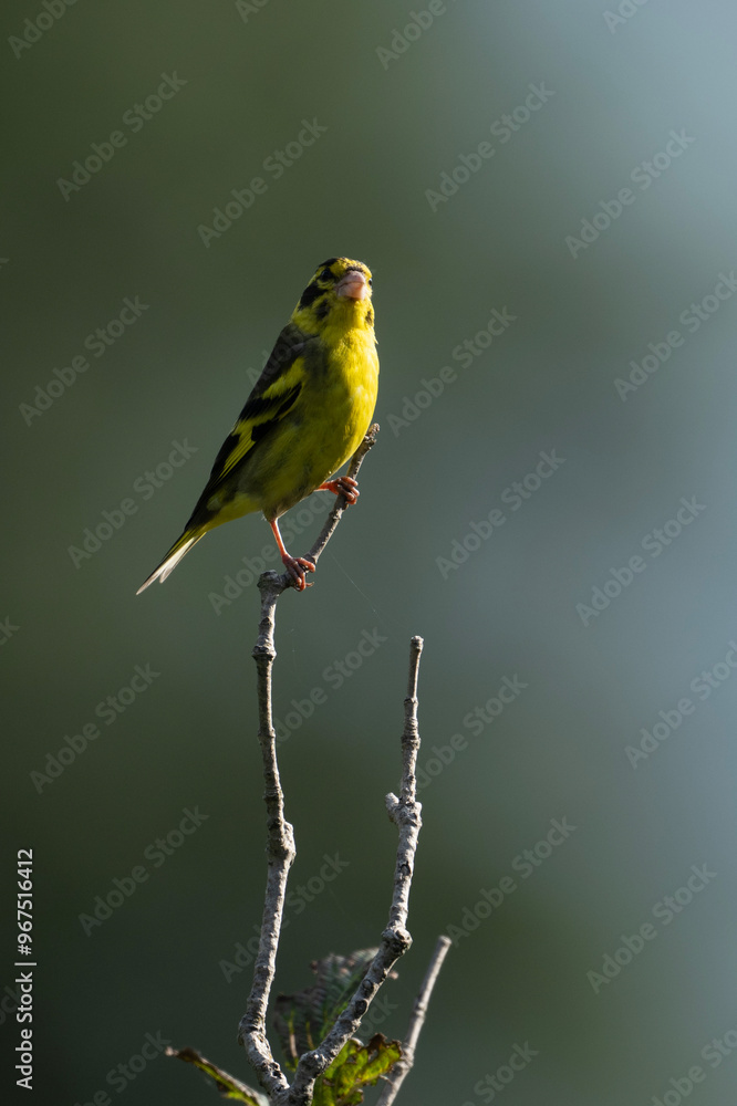 Fototapeta premium Yellow Breasted Green Finch 