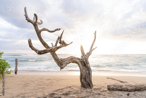 A dry tree on the beach