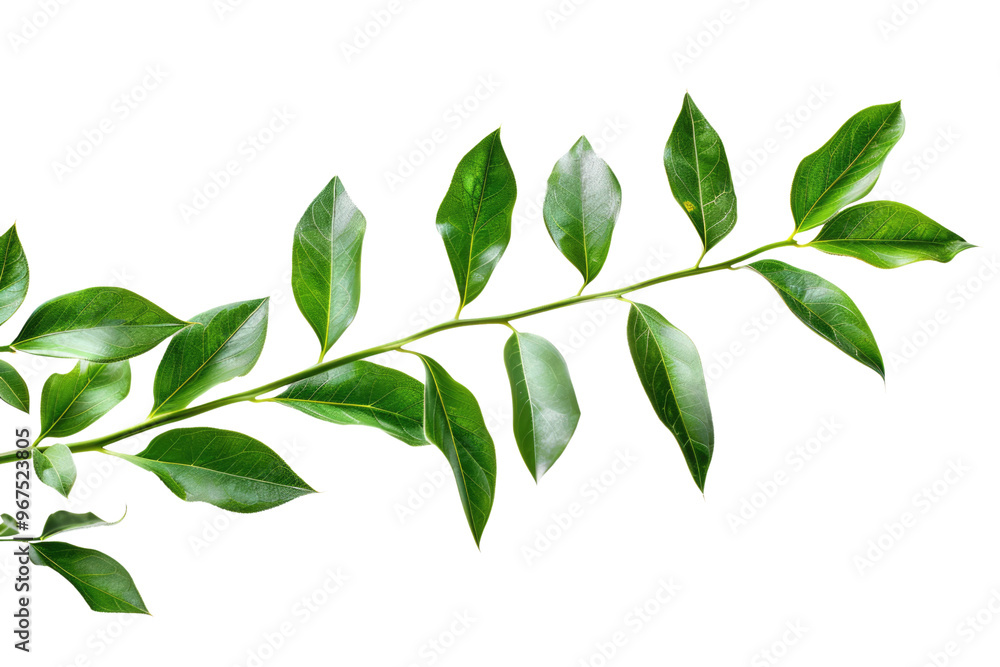 Green twig of ruscus plant isolated on white or transparent png Green twig of ruscus plant isolated on white or transparent png