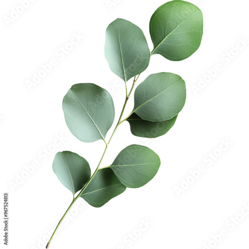 Vibrant Eucalyptus Leaf with Rich Green Tones Isolated