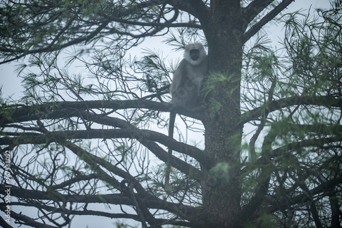 Himalayan Gray Langur (Semnopithecus schistaceus) photo