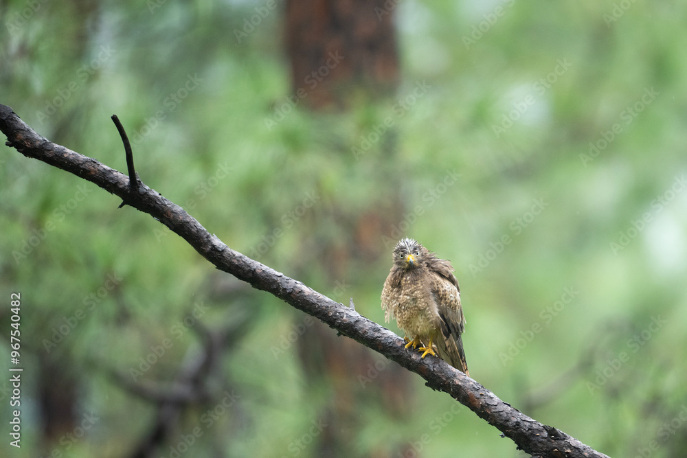 White Eye buzzard ( Butastur teesa) on perch in Forest White Eye buzzard ( Butastur teesa) on perch in Forest