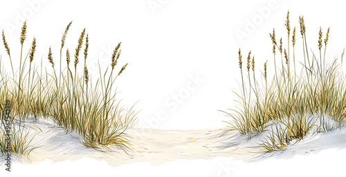 Coastal dune grass growing beside a sandy path at the beach isolated on transparent background