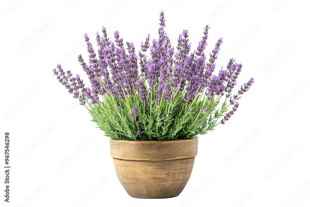 Fototapeta premium A potted lavender plant with vibrant purple flowers and green foliage.