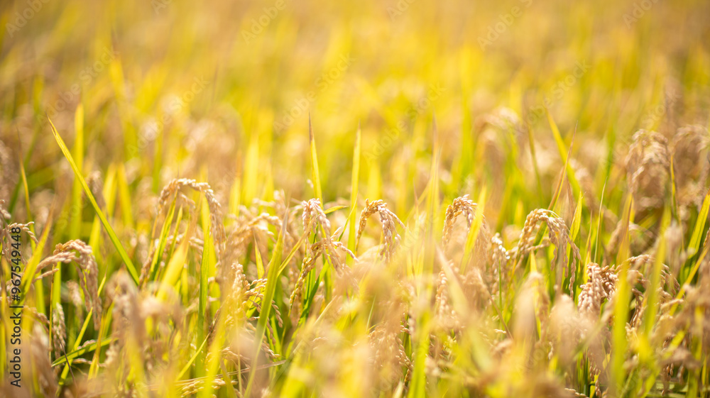 Harvest-ready rice stalks glowing in the setting sun Harvest-ready rice stalks glowing in the setting sun