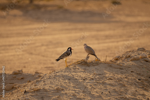 Two birds of different species perched on a mound of sand photo