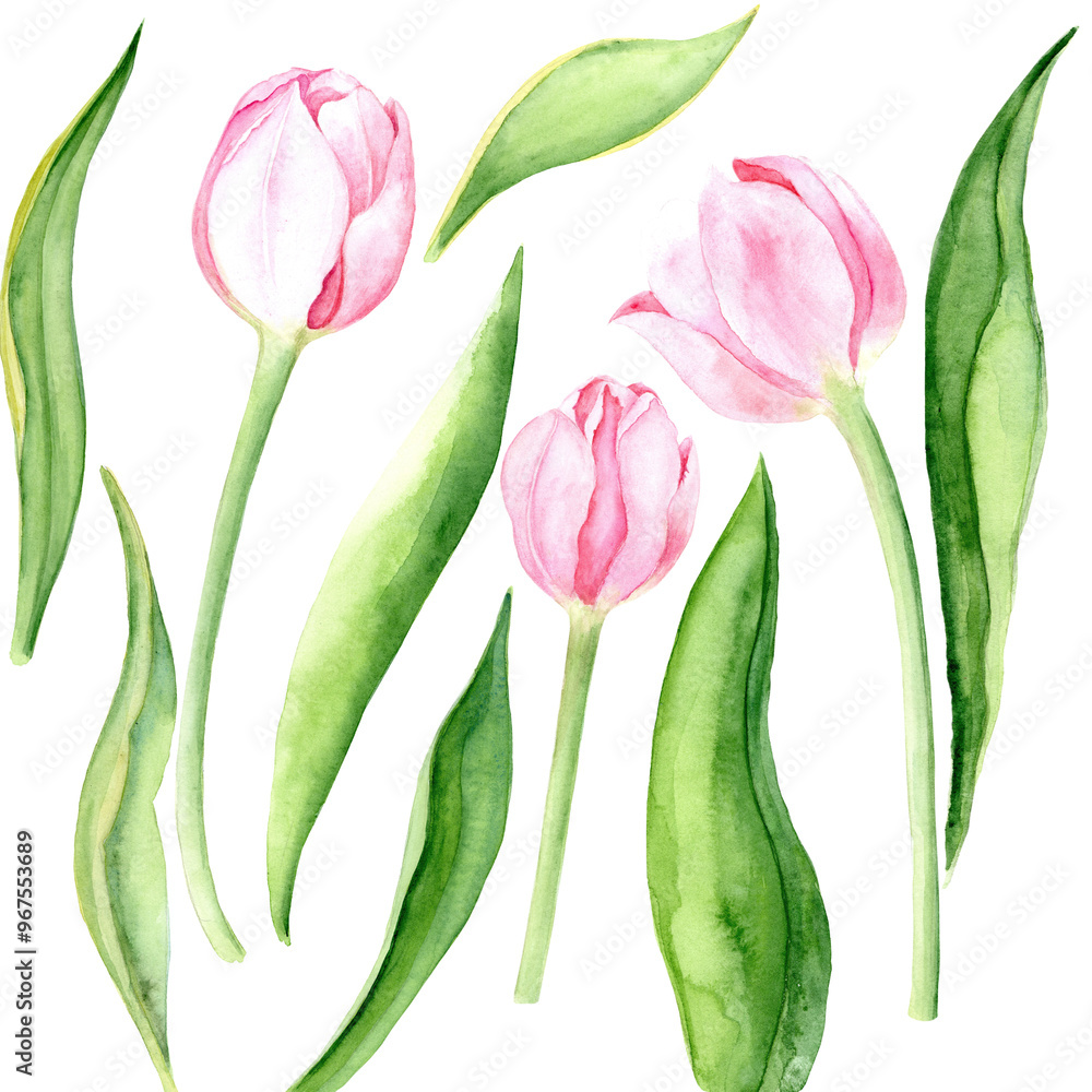 Obraz premium Tulip Flower. Clip Art of Watercolor Pink Tulip Flowers on a white background. The illustration is hand drawn. Suitable for card designs, textiles and scrapbooking.