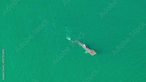Aerial view of basking shark swimming in the tranquil ocean, Dunbar, United Kingdom.