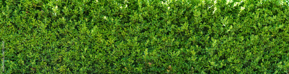 A beautiful hedge of Boxwood. Panoramic view of a Buxus plant. Seamless texture of green natural background. A beautiful hedge of Boxwood. Panoramic view of a Buxus plant. Seamless texture of green natural background.