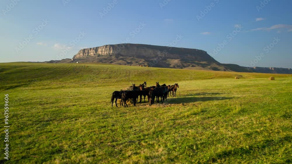 Pasture with horses in the North Caucasus mountains Pasture with horses in the North Caucasus mountains