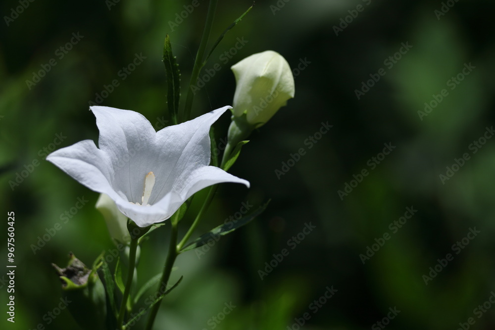 Obraz premium 秋の七草の一つの花