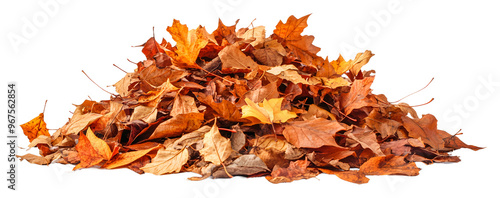 Colorful pile of autumn leaves collected in a garden isolated on transparent background