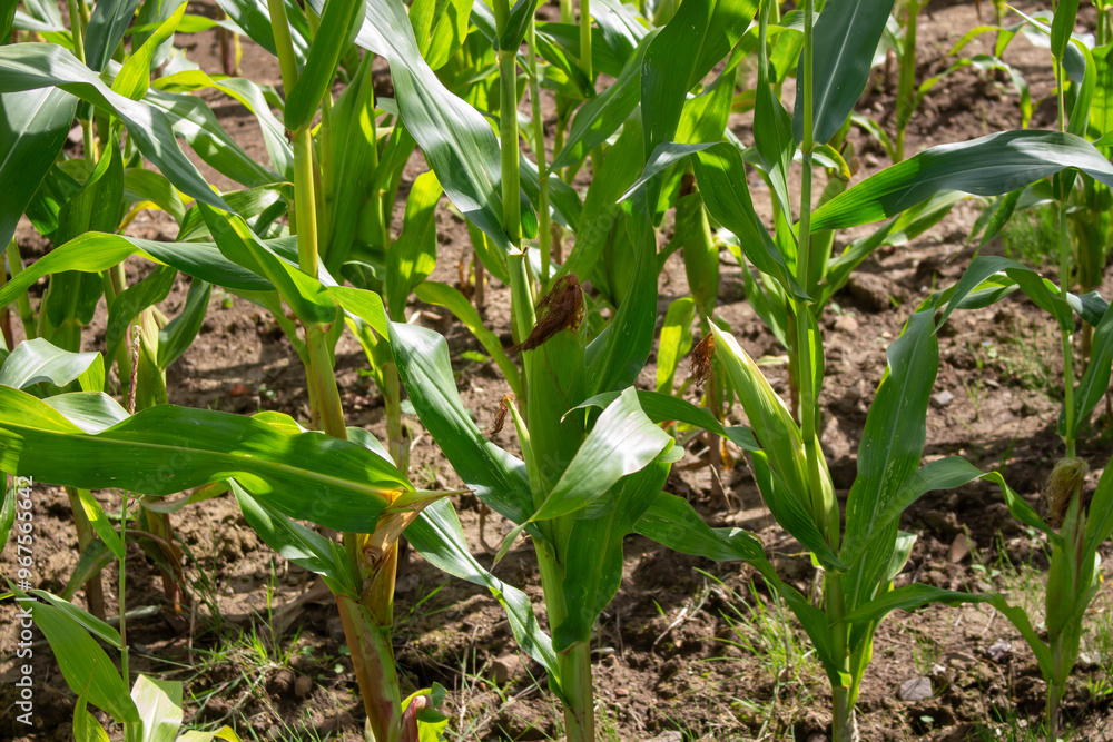 Agricultural close-up: Green corn cobs in sunshine Agricultural close-up: Green corn cobs in sunshine
