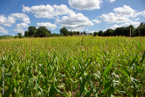 Agricultural close-up: Green corn cobs in sunshine