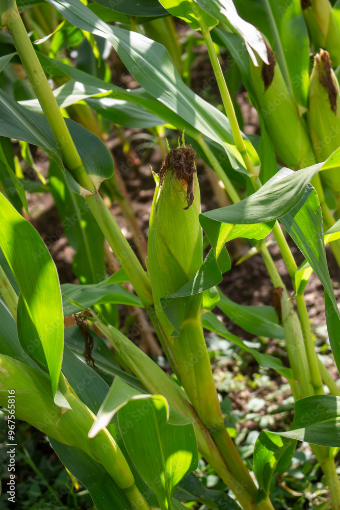 Agricultural close-up: Green corn cobs in sunshine Agricultural close-up: Green corn cobs in sunshine
